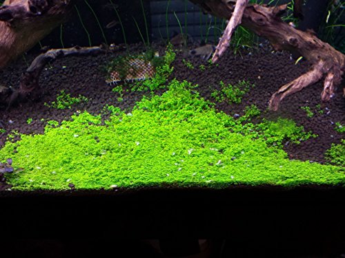 Dwarf Baby Tears on 5 x 3 mat - Foreground Carpet Aquarium Plant
