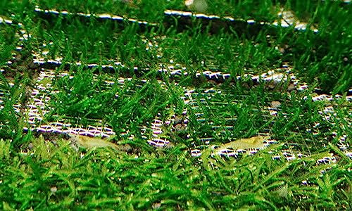 5PCS 10x20cm/4x8inch Stainless Steel Aquarium Moss Net