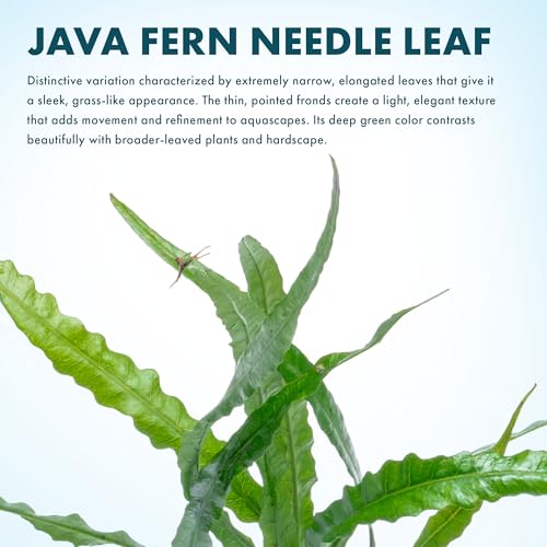 Java Fern Live Aquarium Plants - Potted Freshwater Plant for Fish Tanks - Beginner Friendly, Low Light (Needle Leaf, 5 Pots) - color: Needle Leaf, size: Pot - 5 Count