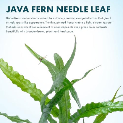 Java Fern Live Aquarium Plants - Potted Freshwater Plant for Fish Tanks - Beginner Friendly, Low Light (Needle Leaf, 5 Pots) - color: Needle Leaf, size: Pot - 5 Count