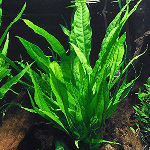 3 Different Types of Beginner/Super Easy Live Aquarium Plants - Bacopa + Anubias + Java Fern BU Y 2 GET 1 F R EE!