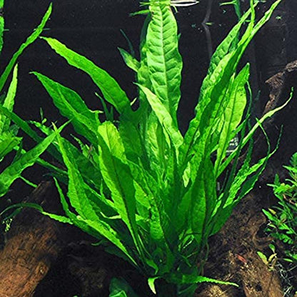 3 Different Types of Beginner/Super Easy Live Aquarium Plants - Bacopa + Anubias + Java Fern BU Y 2 GET 1 F R EE!