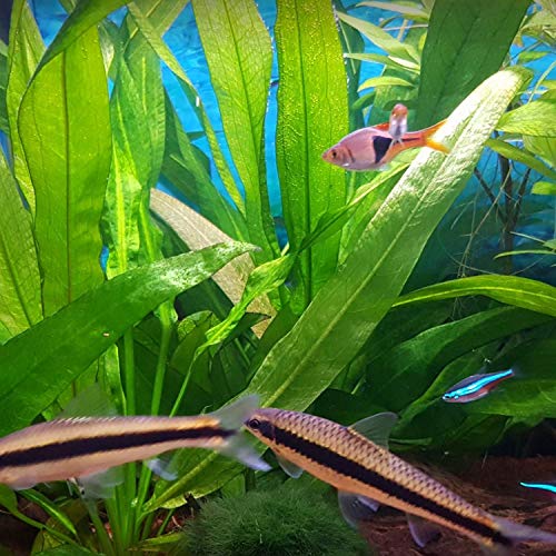 3-Bundles Amazon Sword | Echinodorus Bleheri Live Aquarium Plants Package Aquatic Freshwater Fish Tank Decorations