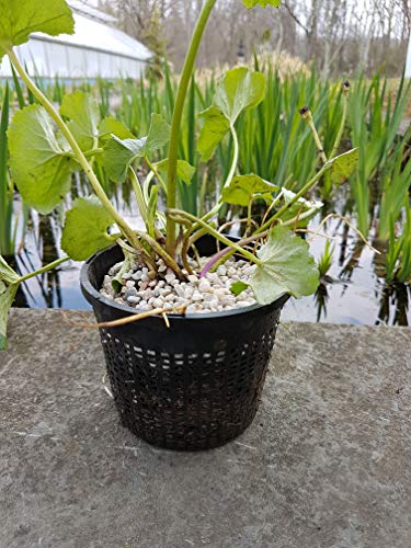 Pond H2o 8" (20cm) Round Water Garden Aquatic Plastic Mesh Pond Plant Flower Basket, Value 2 Pack, Planting Lily Pot Bin, Slotted Mesh Net Planter Pots Baskets Aquaponics, Hydroponics
