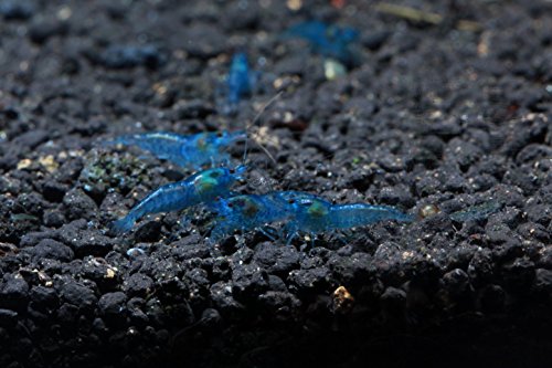 Live Freshwater Aquarium Shrimp - Neocaridina (Blue Velvet, 10 Pack) - color: Blue Velvet