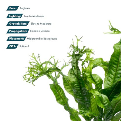 Java Fern Live Aquarium Plants - Potted Freshwater Plant for Fish Tanks - Beginner Friendly, Low Light (Windelov, 5 Pots) - color: Windelov, size: Pot - 5 Count