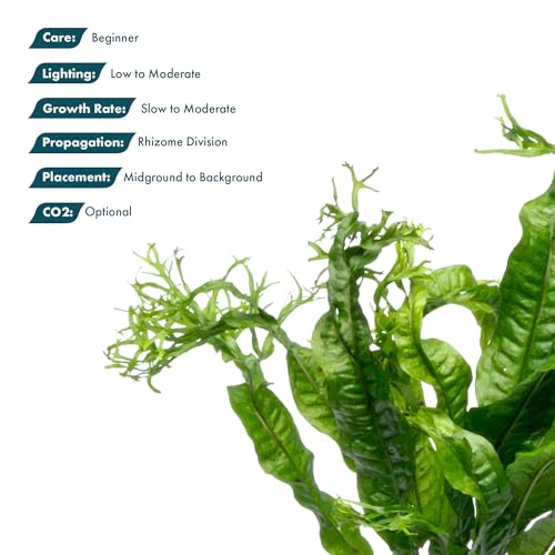 Java Fern Live Aquarium Plants - Potted Freshwater Plant for Fish Tanks - Beginner Friendly, Low Light (Windelov, 1 Pot) - color: Windelov, size: Pot - 1 Count