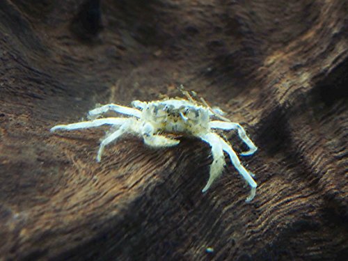 Aquatic Arts 30 Live Freshwater Micro Crabs (Limnopilos naiyanetri) Real Living Nano Tank Pet | Compatible with Dwarf Shrimp and Many Aquarium Fish