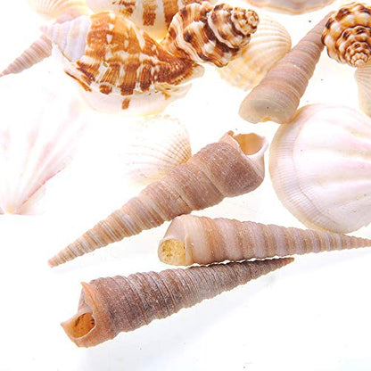 PowerTRC Mixed Beach Sea Shells for Ocean Theme Parties and Weddings Decoration | Vase, Fountain & Fish Tank Filler Various Sizes 1”-2.5” | Approx.100 Sea Shells - size: #1 100 Sea Shells