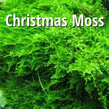Christmas Moss Vesicularia Montagnei Live Freshwater Aquarium Plant Live Aquarium Moss Buy 2 Get 1 Extra
