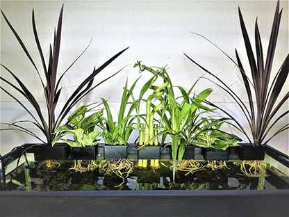 Aquarium Plant Holder for Rimmed and Rimless Tanks, PLA+ Plastic, Fish-Safe, Accessory