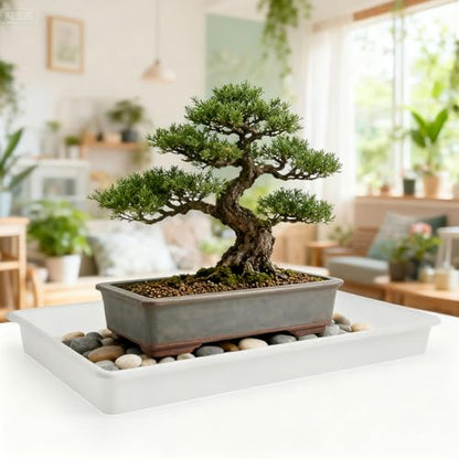 3 Pack Plastic Bonsai Humidity Trays, Rectangle Plant Growing Saucer Water Catcher Drip Tray, Seed Starter Drainage Tray Transparent (11.5x8.3 Inch)