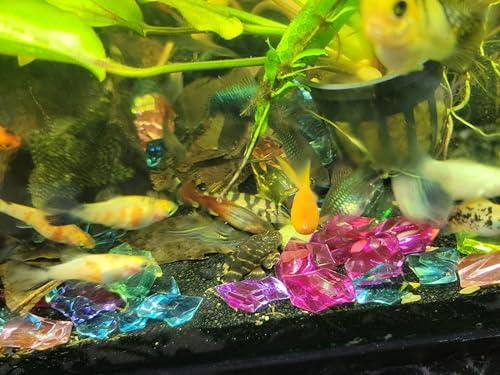 Calcium Enriched Sinking Food Disks for Shrimp, Snails, Crabs, Crayfish, Hermit Crabs, Plecos, Catfish, Bottom Fish, All Tropical Fish. 25 Small & 25 Medium Discs Jar