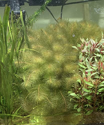 Live Aquarium Plant Variety Pack Amazon Sword Java Moss Anacharis Ludwigia Java Fern and More
