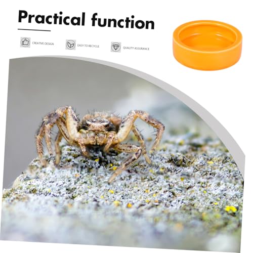 Kisangel Crawler Crawling Pet Escape Food Bowl Orange Feeder Dish for Shrimp Fish and Reptiles Smooth for Aquatic and Terrarium Use