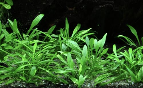 3X Cryptocoryne Parva Easy Live Aquarium Plants for Aquatic Freshwater Fish Tank