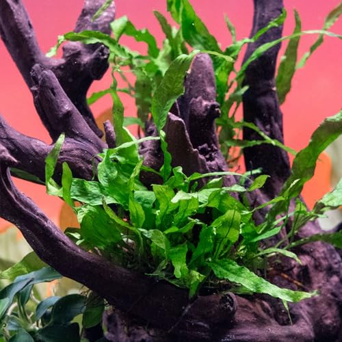 Java Fern Live Aquarium Plants - Potted Freshwater Plant for Fish Tanks - Beginner Friendly, Low Light (Narrow Mini, 1 Pot) - color: Narrow Mini, size: Pot - 1 Count