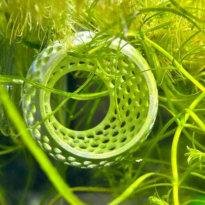 Betta Bulb Hide | Suction Cup Betta Fish Cave & Shrimp Hideout | Wall-Mounted Aquarium Cave for Betta Tanks, Nano Tanks & Planted Aquariums (Cotton Candy Blue)