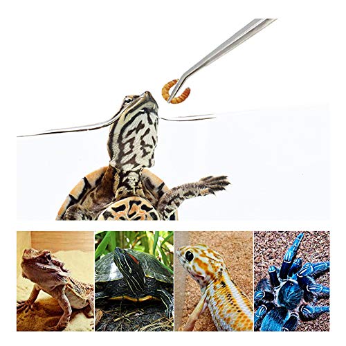Feeding Tongs 2pcs Stainless Steel Aquarium Long Tweezers 27cm/10.6 inches Straight Curved Tweezers for Fish Tank Aquatic Plants Reptile Lizard Gecko Snake Spider Bird