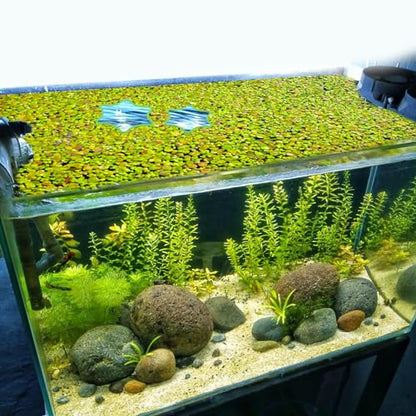 PEUTIER 5pcs Aquarium Floating Plant Rings, Foam Floating Plant Corral Flower Shaped Fish Feeding Rings Fish Tank Duckweed Food Ring for Intercepting Floating Plants (Green)
