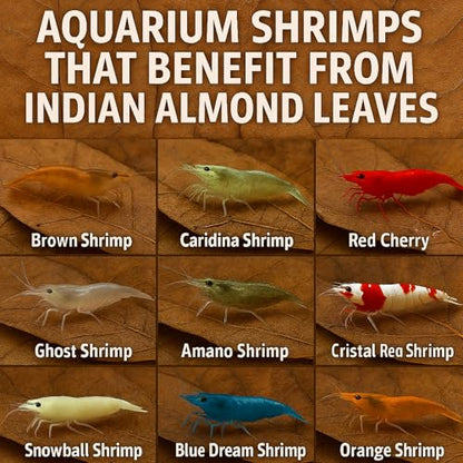 Premium Catappa Leaves for Shrimp Tanks – 10 Indian Almond Leaves (6-7") for Neocaridina, Cherry, Amano & Ghost Shrimp, Snails, Crayfish, Biofilm Grazing & Blackwater Aquariums