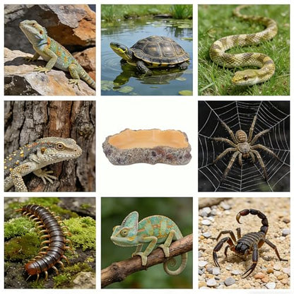 Reptile Food Dish, Terrarium Water Bowl, Feeding Bowl for Reptile Amphibian Pets - size: Small