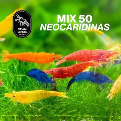 Mix Neocaridina Shrimps for Live Shrimp Freshwater Aquarium - Live Shrimp Arrival Guarantee (Pack of 40, Mixed) - color: Mix, size: 40