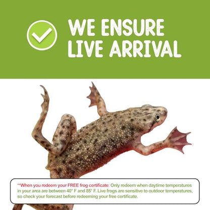 African Dwarf Frog Starter Kit- Includes Certificate for 2 Live Frogs -Small Aquarium, Food, Instructions