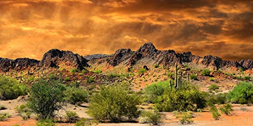 YongFoto Polyester Mexican Desert Sand Land Photography Background Desert View Cactus Green Bush Shrub Rocky Photo Backdrop 36x14 inches Dragon Tank Reptile Habitat Background Poster - color: Yellow-3, size: 36x14 IN