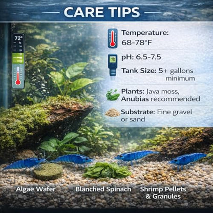 15+ Blue Dream Supreme Gene Shrimps Live Freshwater Neocaridina Shrimp for Aquarium, Live Arrival Guarantee - color: Blue, size: 15
