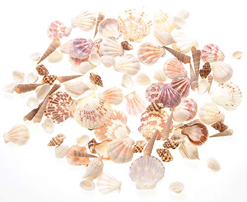 PowerTRC Mixed Beach Sea Shells for Ocean Theme Parties and Weddings Decoration | Vase, Fountain & Fish Tank Filler Various Sizes 1”-2.5” | Approx.100 Sea Shells - size: #1 100 Sea Shells