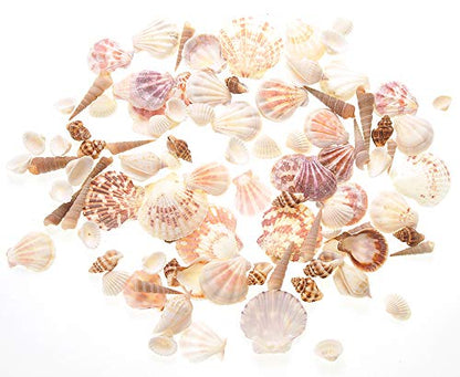 PowerTRC Mixed Beach Sea Shells for Ocean Theme Parties and Weddings Decoration | Vase, Fountain & Fish Tank Filler Various Sizes 1”-2.5” | Approx.100 Sea Shells - size: #1 100 Sea Shells