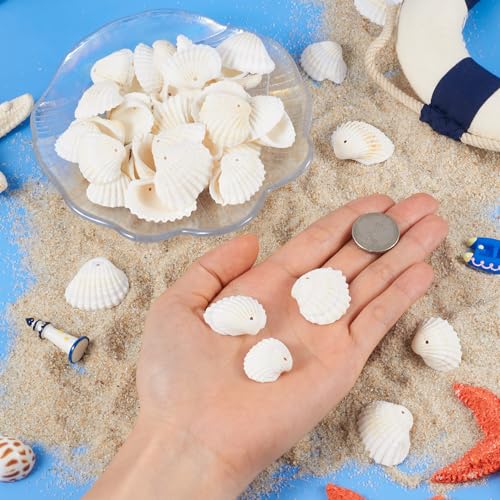 Craftdady Natural Clam Shell Pendants 21.5-24.5x8.5-11.5 Beach Ocean Seashell Beads Charms for Vase Filler Fish Tank Jewelry Making Hole:1.5-1.6mm, About 117pcs/Box - color: Natural Color, 21.5-24.5mm