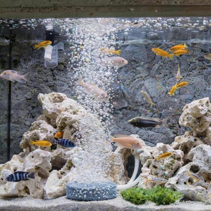 1.6 Inch Air Stone, Aquarium Air Stone, Air Stone for Fish Tank and Hydroponics Air Pump
