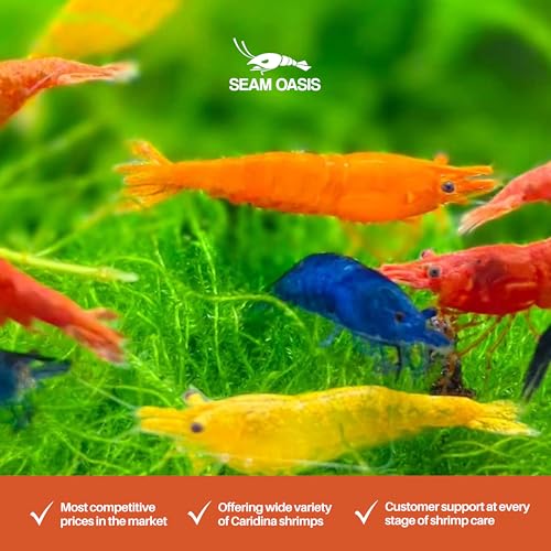 Mix Neocaridina Shrimps for Freshwater Aquariums (Pack of 10) - color: Mix, size: 10