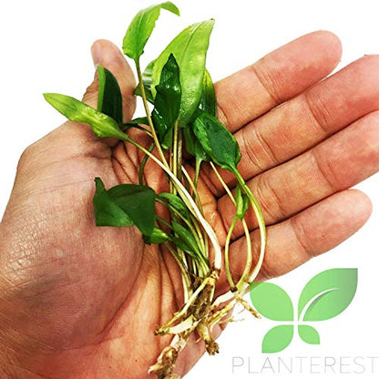 Cryptocoryne Wendtii Green Leaves Live Aquarium Plant Bunch Rooted BUY2GET1FREE