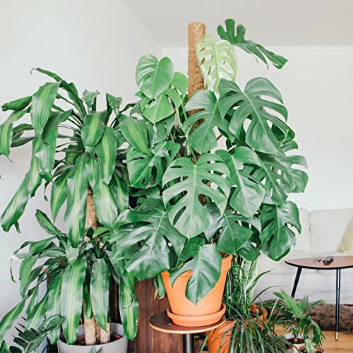 【4 Pack】 JJGoo Moss Pole, 17 inch Coco Coir Totem Poles Extending to 53 Inches, Plant Support Stick Plant Poles for Indoor Plants Climbing Plants Monstera, Sphagnum, Pothos