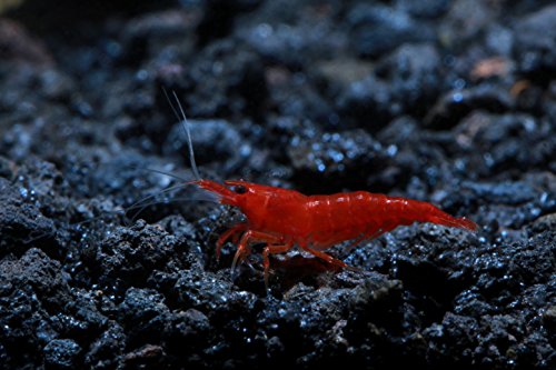Live Freshwater Aquarium Shrimp - Neocaridina (Bloody Mary, 10 Pack) - color: Bloody Mary