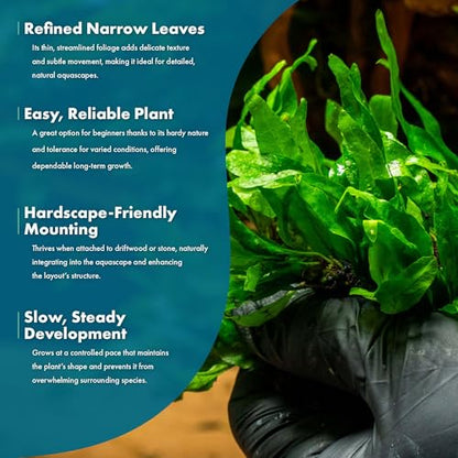 Java Fern Live Aquarium Plants - Potted Freshwater Plant for Fish Tanks - Beginner Friendly, Low Light (Narrow Mini, 1 Pot) - color: Narrow Mini, size: Pot - 1 Count