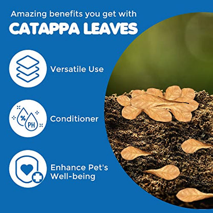 SunGrow 100 Pcs Mini Catappa Indian Almond Leaves for Betta Fish Aquarium, Shrimp, Frogs, Improves Habitat, Gives Tea Color, Helps in Lowering Aquarium Water pH, Improves Immunity