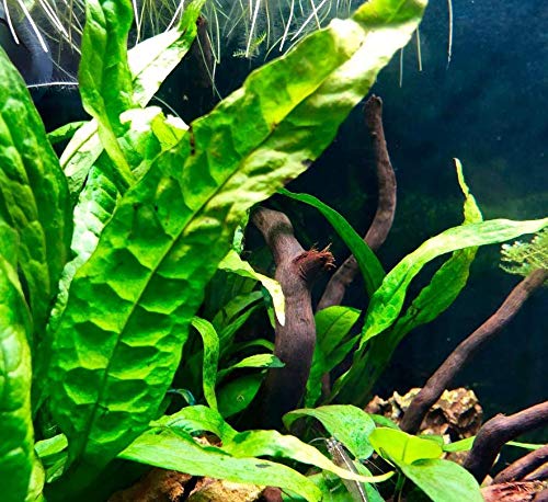 (10+ Leaves) Microsorum Pteropus Java Fern Live Aquarium Plant Tall Bunch Aquatic Fish Tank Decoration