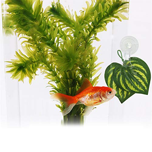 SLSON Fishes Veggie Seaweed Plant Suction Cup Clip Feeding Tool Feed Holder Aquarium Accessories for Fish Tank Fish Feeder Clips (4Pack Transparent)