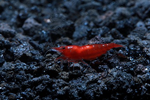 Live Freshwater Aquarium Shrimp - Neocaridina (Bloody Mary, 10 Pack) - color: Bloody Mary
