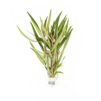 Live Plant - Hygrophila 'Araguaia' (Hygrophila lancea) - Moderate Care, High Light, Reddish-Brown Accent, Freshwater Aquatic Plant for Aquascaping - Lead Bunch