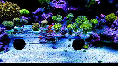 Magnetic Coral Frag Rack Strongest N52 Magnets Holds up to 41 Plugs (Large Max) - style: Large Max