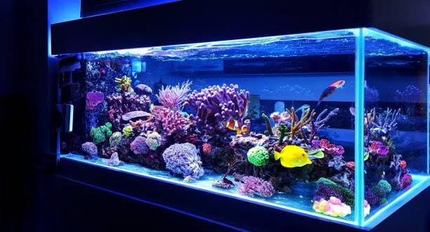 Jumbo Extra Large Tall Plastic Thin Leaf Seaweed Aquarium Plant 50-52cm (19-20 Inch) Tall, Green Bushy Plant with Weighted Base, Fish Tank or Pond Decoration Ornament