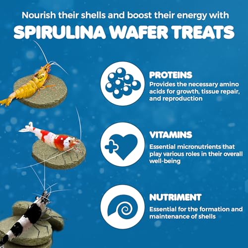 SunGrow Spirulina Protein Wafers for Shrimps, 1.75 oz Nutritional Snack, High-Protein Food for Freshwater Shrimp, Ideal for Betta Fish Supplies, Aquarium Salt Setups, Nano Tanks & Bottom Feeders