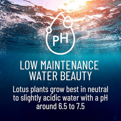 Sacred Lotus Seeds for Planting – 15 Pack Nelumbo Nucifera Aquatic Flower Seeds, Water Garden Plants, Grow in Bowl or Pond, Easy Germination Bonsai Lotus, Indoor Outdoor Container Gardening