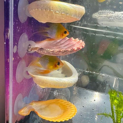Betta Fish Resting Spot Shell Bed 4-Pack — Natural Habitat Style Hideout for Breeding, Spawning & Resting Betta Fish - color: color random 4pcs