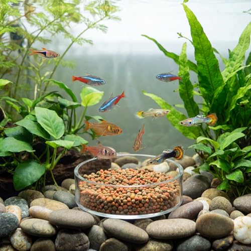 4 Pcs Shrimp Feeding Dish, Glass Fish Tank Feeder 65mm and 85mm Round Clear Aquarium Feeding Dish Freshwater Tray Feeder